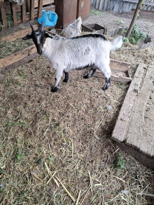 Продам козлят. Мальчик и девочка.
