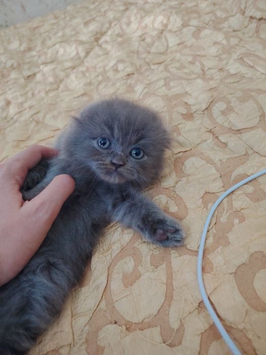 Продаются Шотландские Скотиш Страйт и Фолд