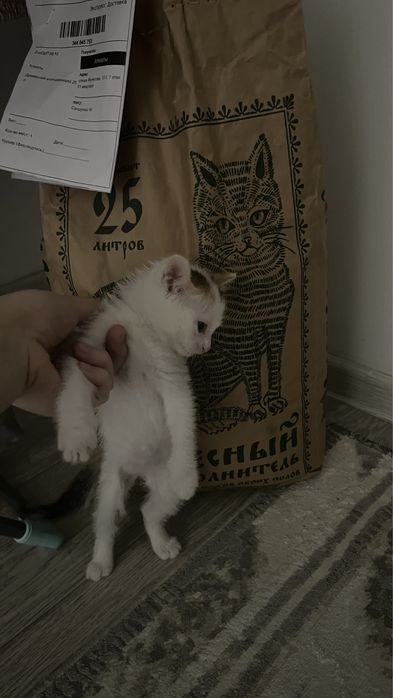 отдам за доброгочеловека