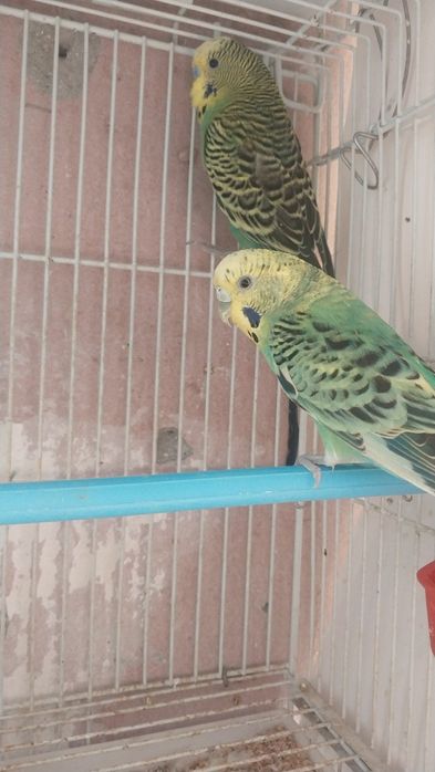 1.ta qafasi bilan 2dona papugay 200ming sum