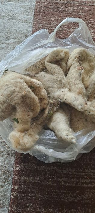 Өскемен қаласында Құрқылтайдың ұясы сатылады