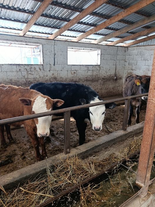 Продаются тёлки годовалые