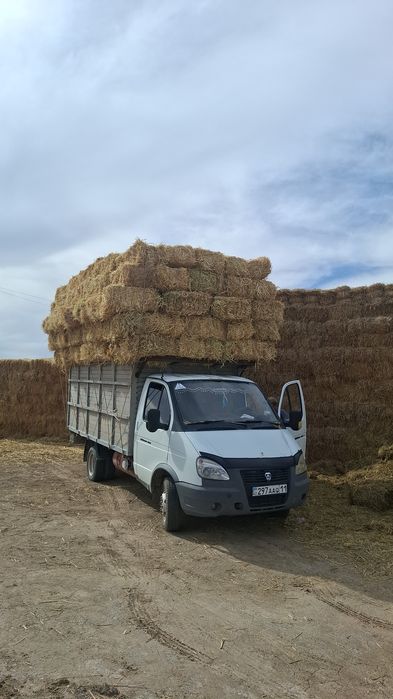 Сабан бар бағасы 250 тг