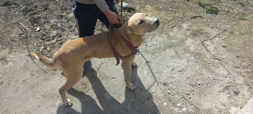 Алабай сабака