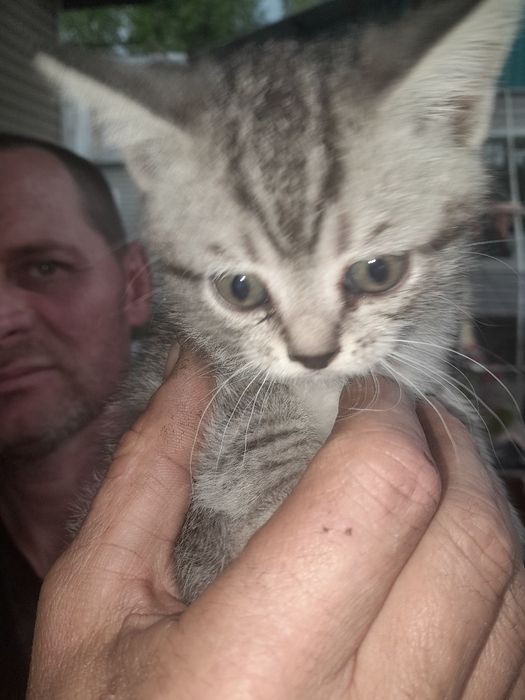 Отдам котят в добрые руки.