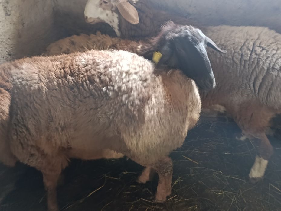 Продаётся сельхоз животные