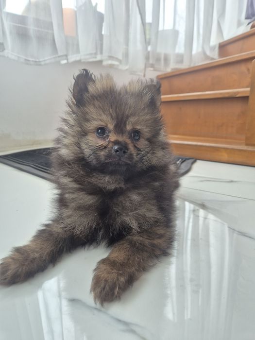 Pomeranian Spitz