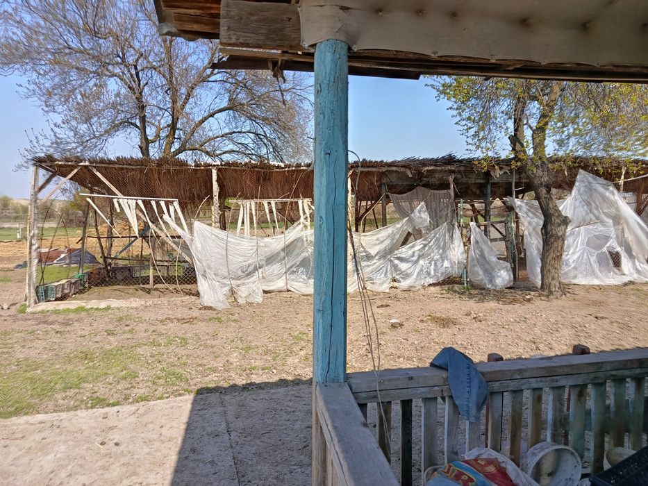 Дача сотилади. 60 сот Сирдаре вилоятида дарега якин