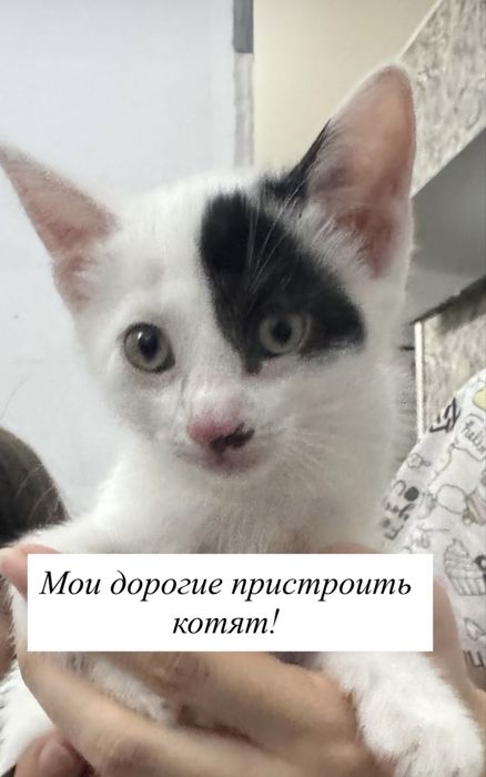 Котята домашние милые