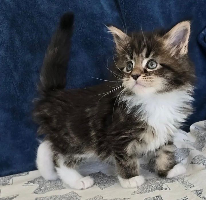 Maine Coon Disponibil