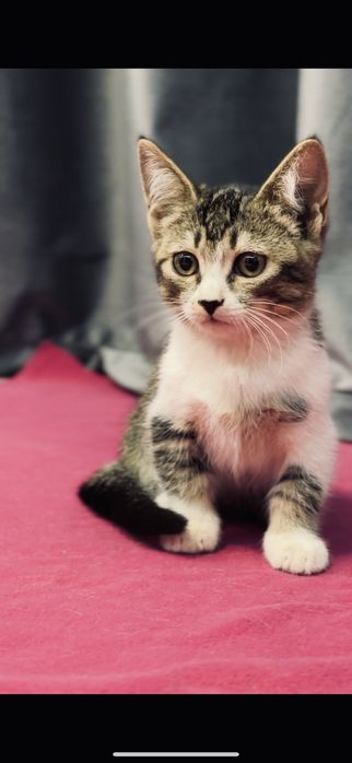 Продаётся кошка мать микичин