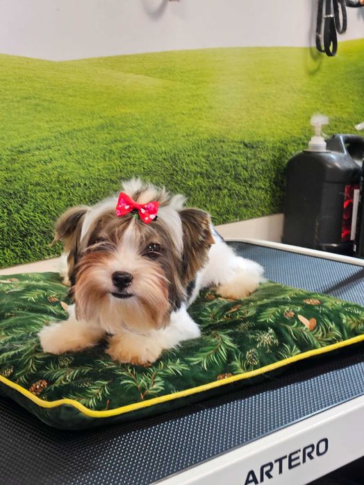 Йоркширски териер Бивер