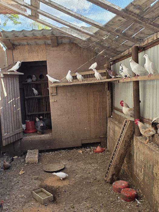 Vând porumbei albi și o familie de fazani