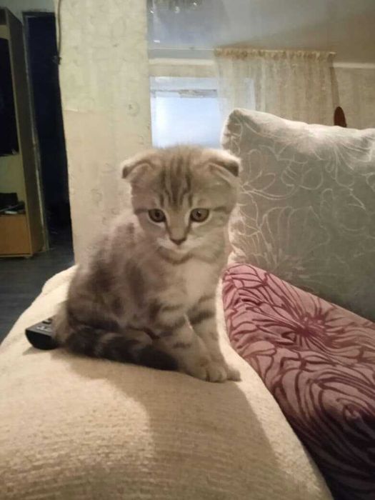 британские скотиш страйк  котята