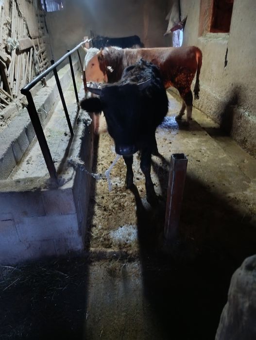 Продам хорошего быка