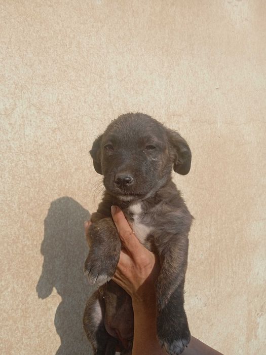 Пристроить собак