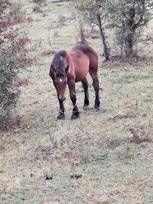 De vânzare mânz De 4 lunii