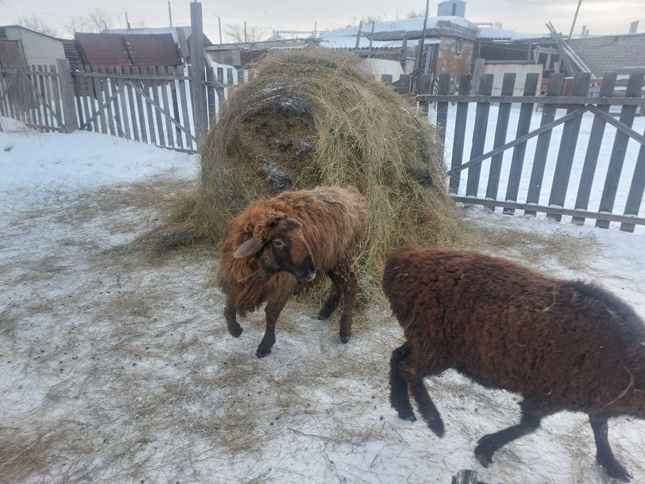 Продам кошкаров опытом