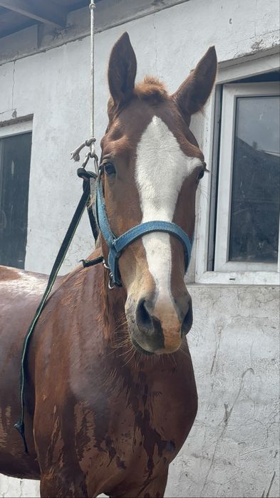 Лошадь англо тяж