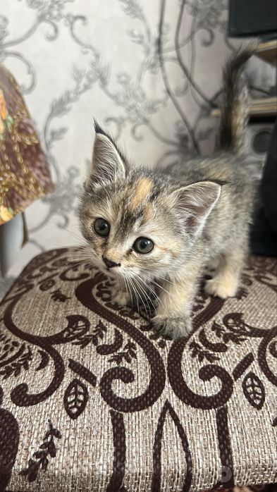 Котенок бесплатно