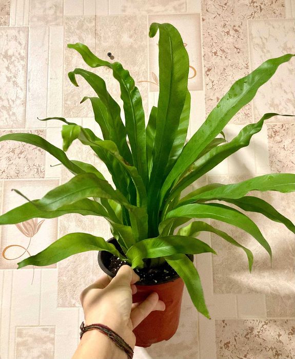 Папоротник асплениум в отличном состоянии