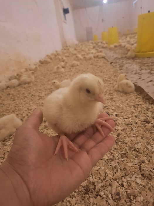 Бройлерные цыплята