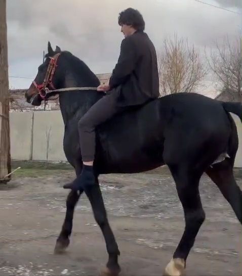 Жеребец на племя, подарок, кокпар