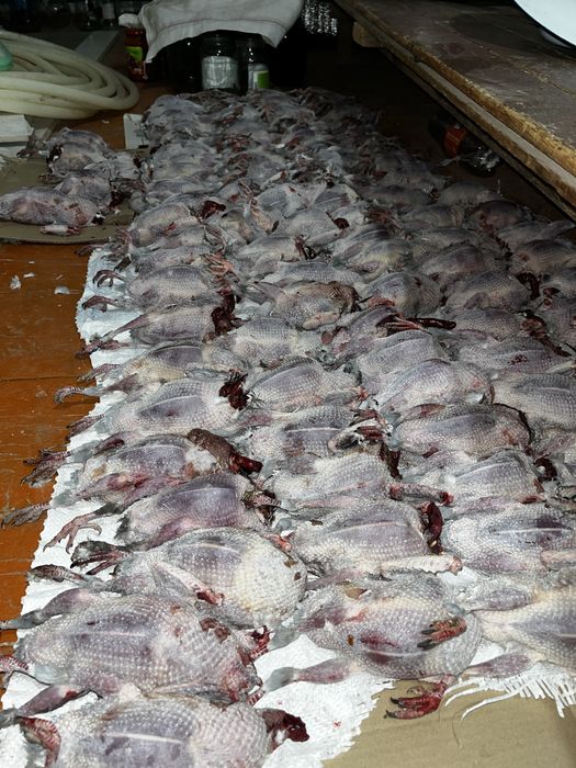 Кептер еті бар хабарласыңыздар