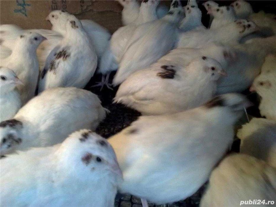 Prepelite tineret,oua pentru consum si tratament proaspete.