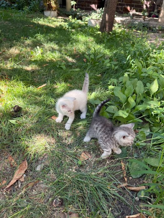 Продаются котята!!!