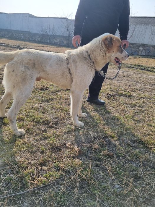 Алабаи сотилади 6ойлик