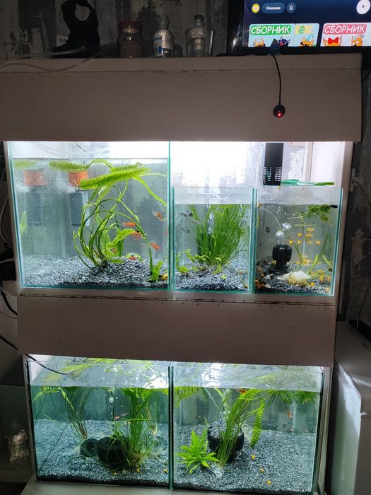 Аквариумы  разные