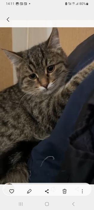 Отдам котёночка мальчика в добрые руки