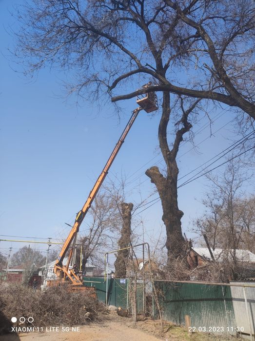 Спил. Пилим деревя