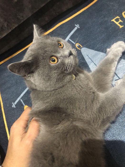 Британская короткошерстка