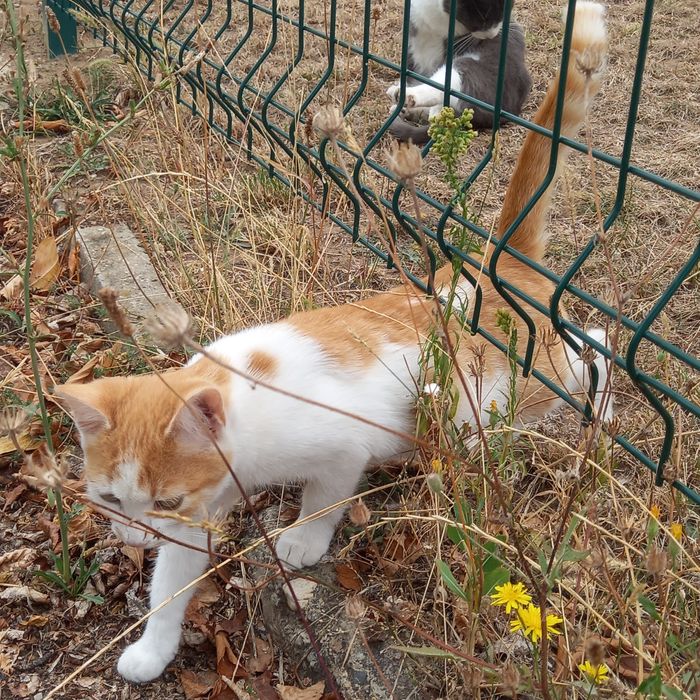 Котенца на 3 и 4 месеца търсят спешно дом