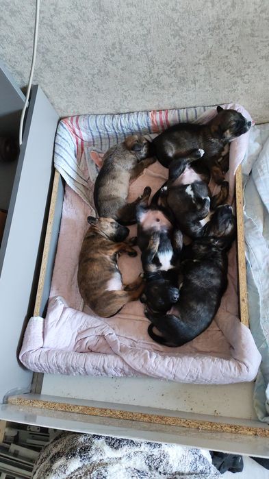 Отдаём щенков стафорда в добрые руки.