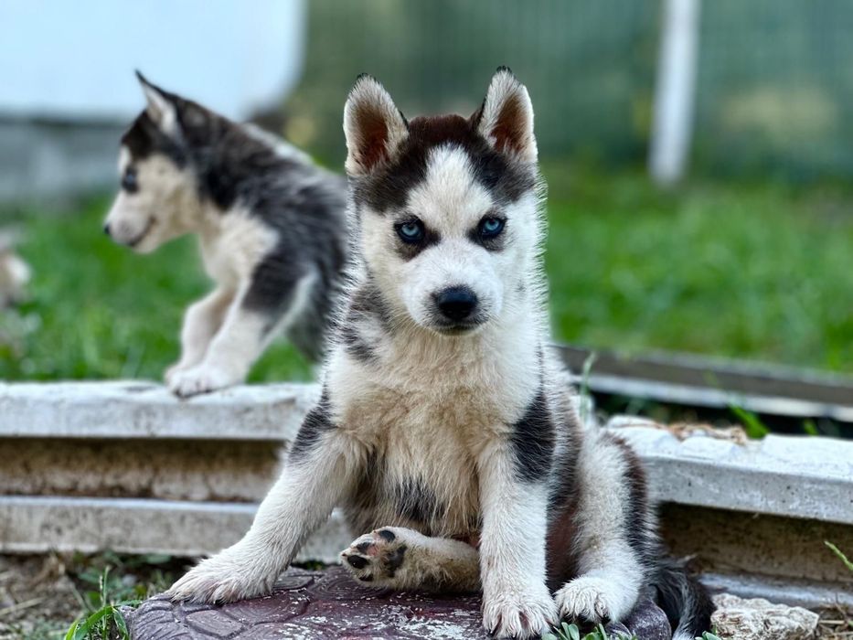Mascul husky sinerian!