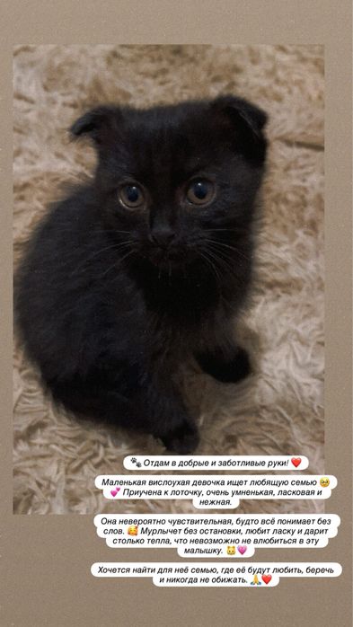 Котенок вилоухая девочка