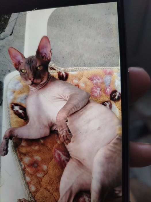 Котята сфинкс бронь