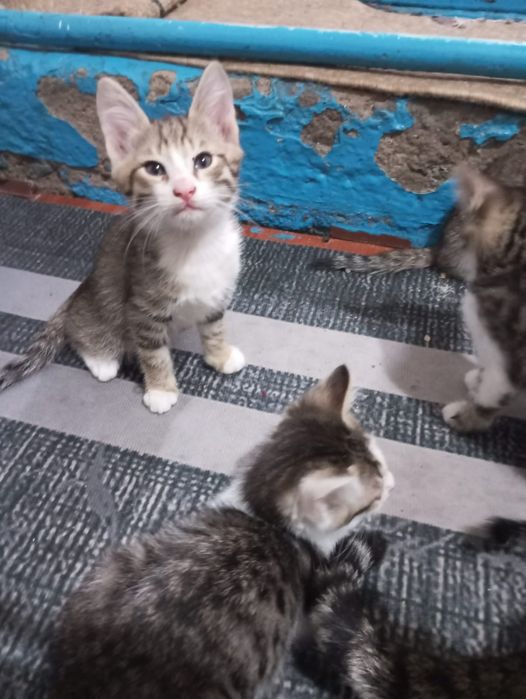 Бесплатно отдам котят
