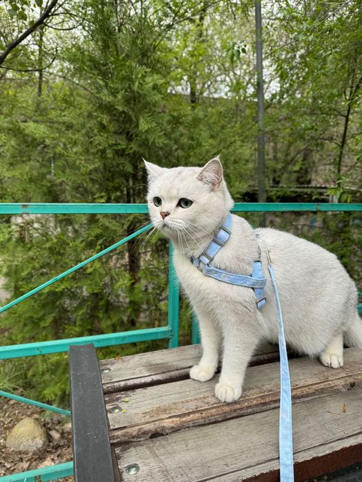 Британская короткошерстная