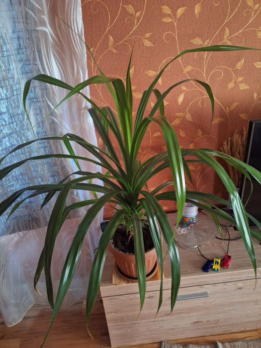 Продам цветок пальма.