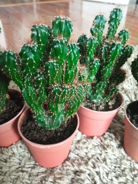 Кактус цереус (cereus)