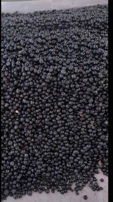 Afine de pădure  bio