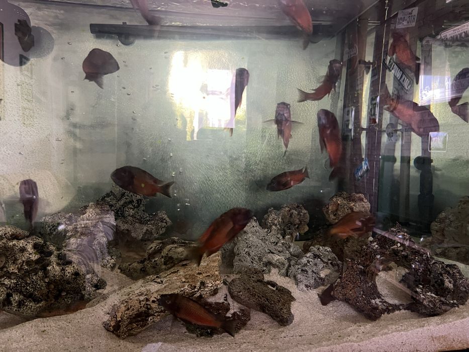 Ciclide Africane Tropheus Kalambwe Red