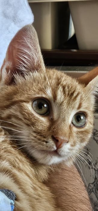 Ofer 2 pisici spre adopție