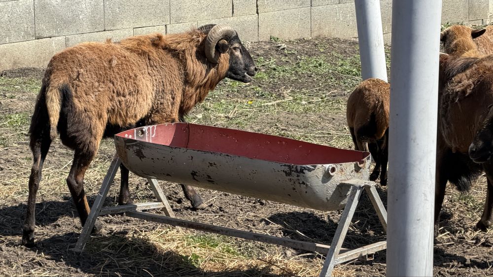 Oi si mieluțe camerunez de vânzare