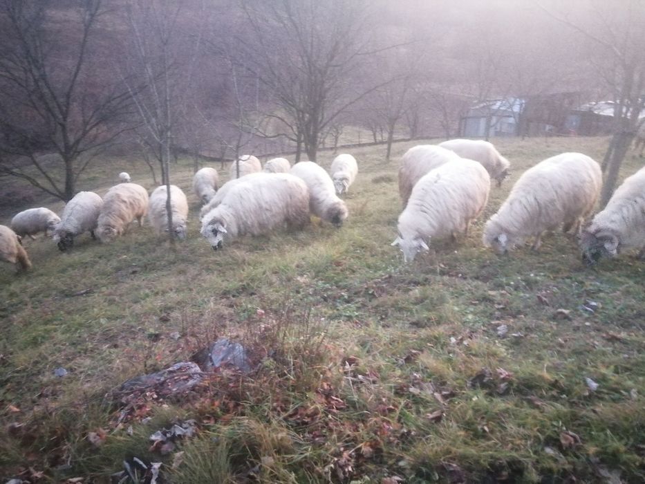 Vand oi turcane si Carabali