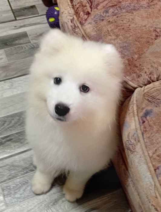 Cățelușa Samoyed 3luni pedigree A